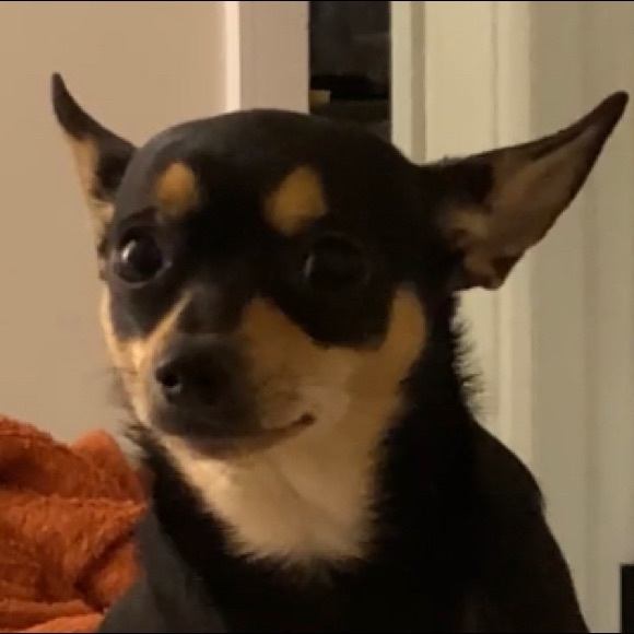 Meet your Posher, Katie - Picture 4 of 5